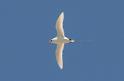 (26) Red-tailed Tropicbird